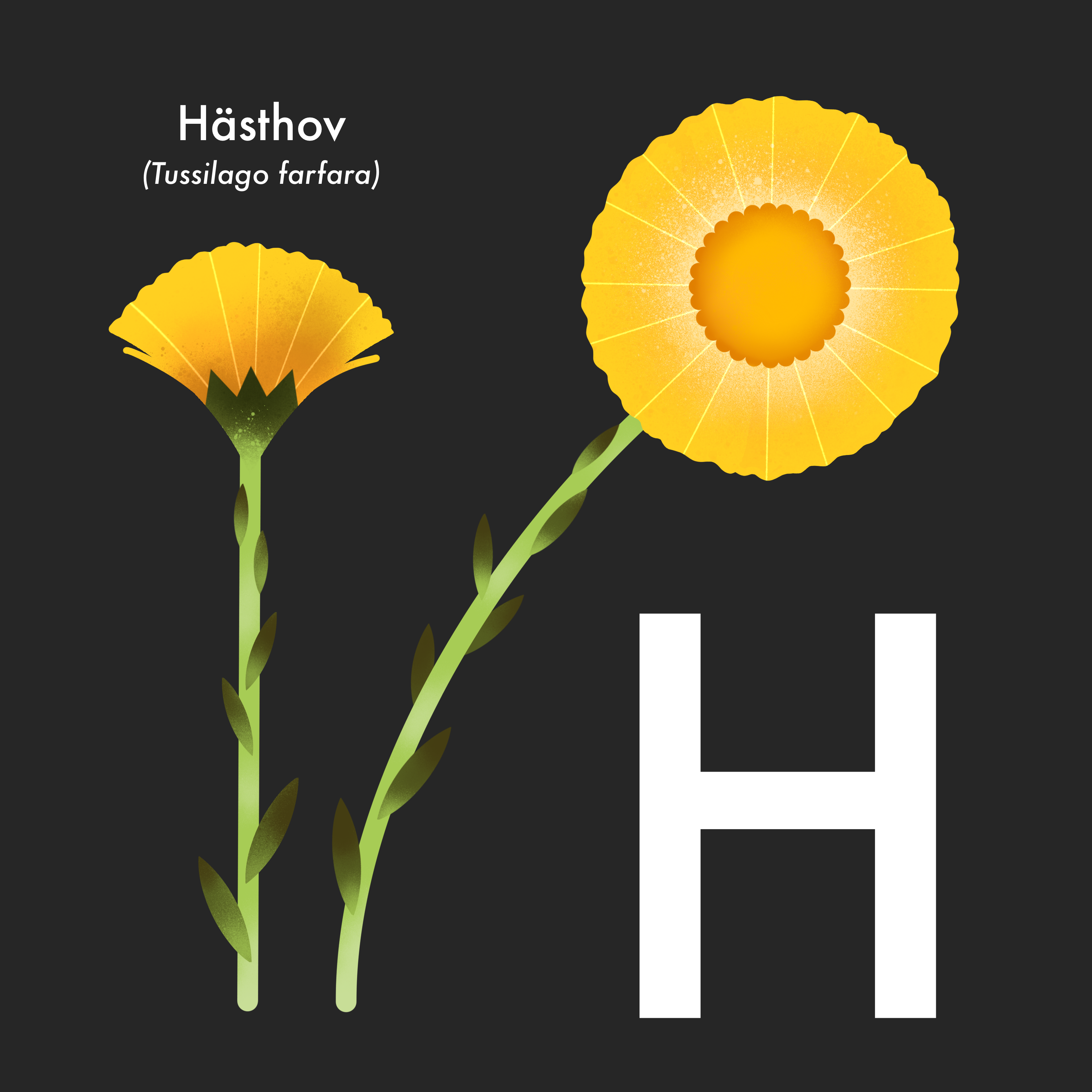 Illustration av en hästhov (tussilago farfara) av Frida Hagman
